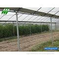 Plastic Film Multi-Span Greenhouse